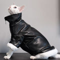 Skadi — Manteau Viking pour Chat Sphynx