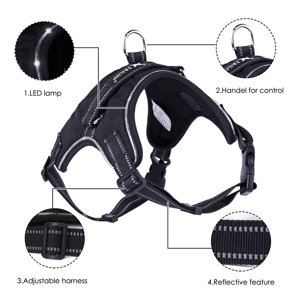 Bifröst — Collier Lumineux LED pour Chien