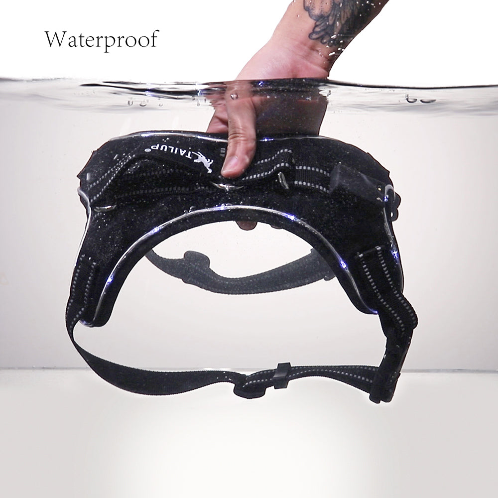 Bifröst — Collier Lumineux LED pour Chien