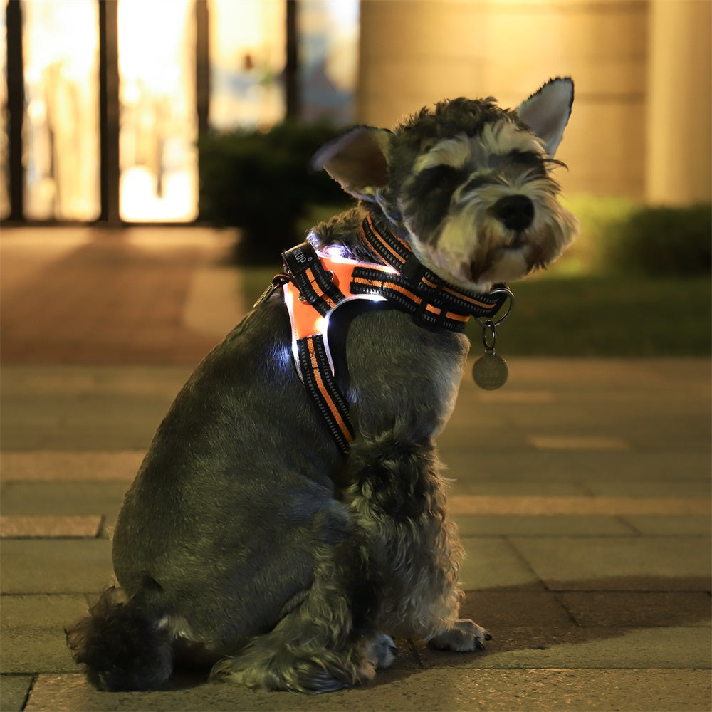 Bifröst — Collier Lumineux LED pour Chien