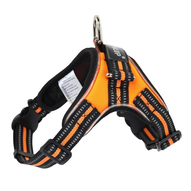 Bifröst — Collier Lumineux LED pour Chien