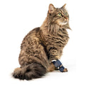 Víðarr — Attelle de Soutien pour Patte de Chat